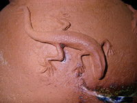 carved lizard detail